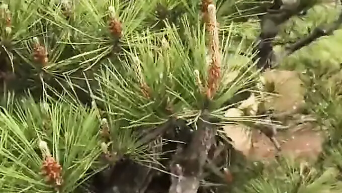 Une Chinoise Qui Se Promène Dans Le Parc: Une Expérience Pov